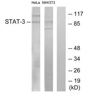 STAT3 (Ab-705) Antibody