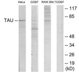 Tau (Ab-235) Antibody