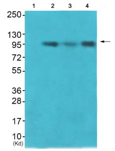 VAV1 (Ab-174) Antibody