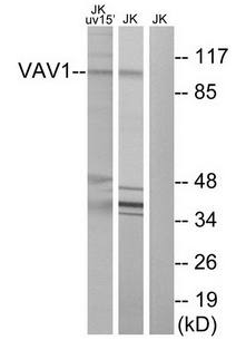 VAV1 (Ab-174) Antibody