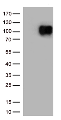 CD276 Antibody