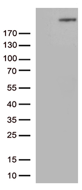 VTCN1 Antibody