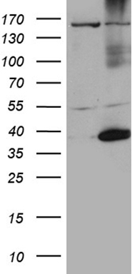 VTCN1 Antibody