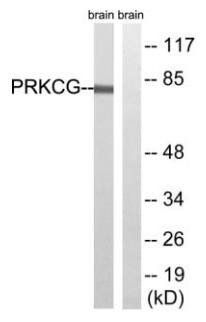 PRKCG (Ab-655) Antibody