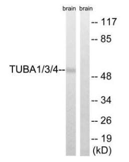 TUBA1/3/4 (Ab-272) Antibody