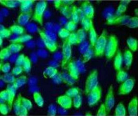Flag Tag Monoclonal Antibody