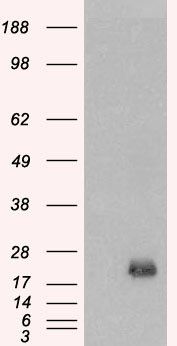 Goat anti-BAALC Antibody