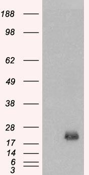 BAALC antibody