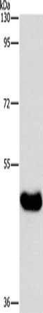 BAAT Antibody