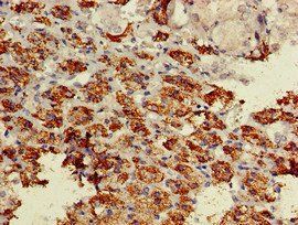 BACE1 Antibody
