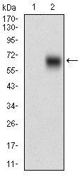 BACE1 Antibody