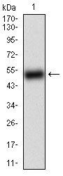 BACE1 Antibody