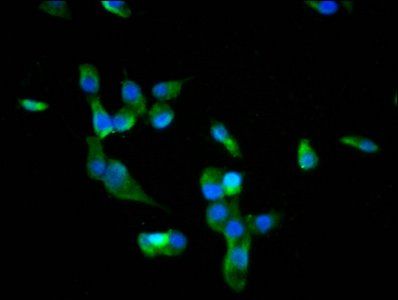 BACH2 Antibody