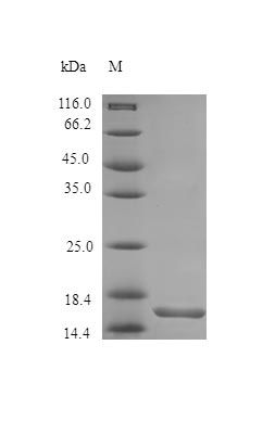 Bacterial SAK protein (Active)