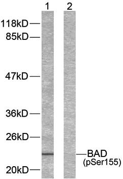 BAD(Phospho-Ser155) Antibody