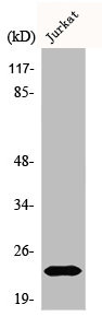BAD Antibody