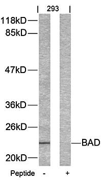 BAD (Ab55) Antibody