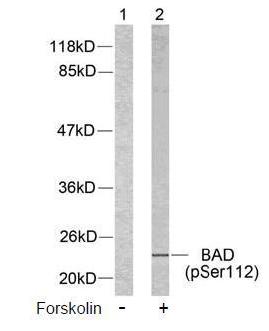 BAD (Phospho-Ser112) Antibody