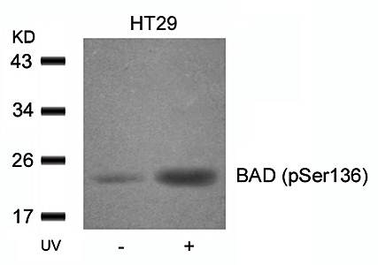 BAD (Phospho-Ser136) Antibody