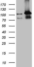 TNFSF13B Antibody