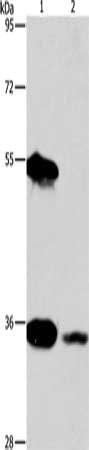 BAG1 Antibody
