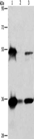 BAG1 Antibody