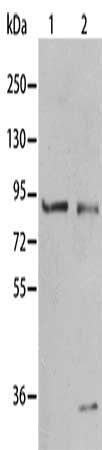 BAG3 antibody