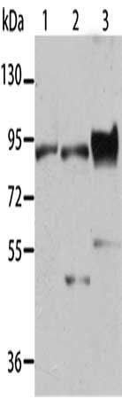 BAG3 antibody