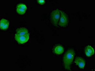 BAG4 Antibody