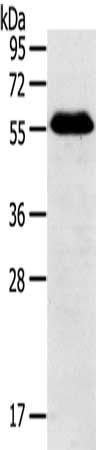 BAG4 Antibody