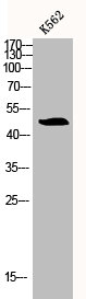 BAG4 antibody