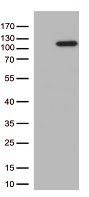 BAG5 Antibody