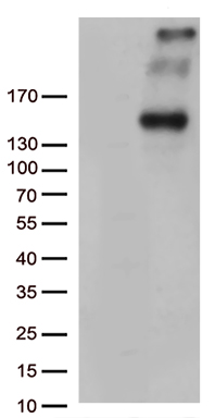 BAG5 Antibody