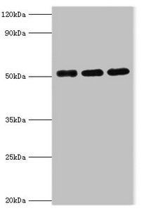 BAG5 Antibody