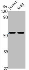 BAG5 Antibody