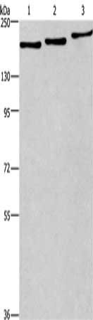 BAG6 Antibody