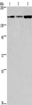 BAG6 Antibody