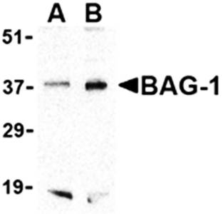 BAG Antibody