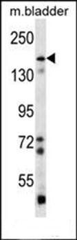 BAI1 antibody