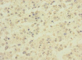 ADGRB1 Antibody