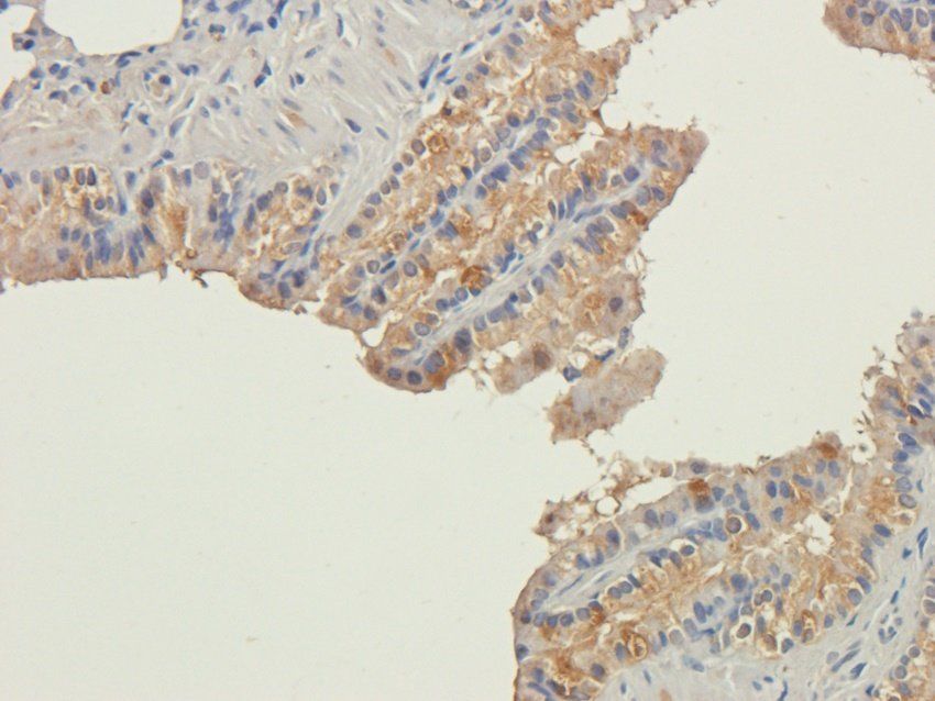 BAIAP2 antibody