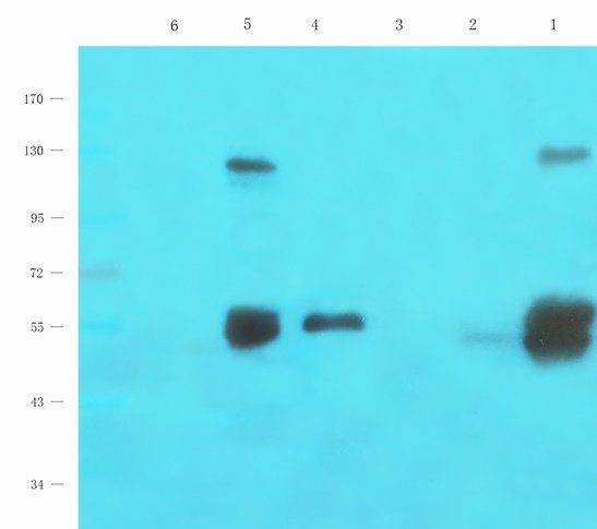 BAIAP2 antibody