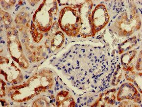 BAIAP2 Antibody