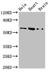 BAIAP2 Antibody