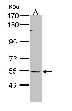 BAIAP2L1 antibody