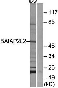 BAIAP2L2 Antibody