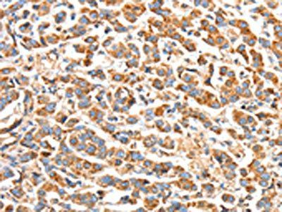 BAK1 Antibody