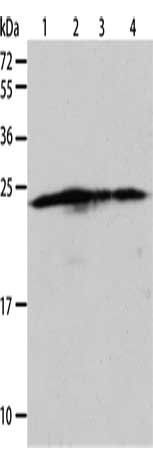BAK1 Antibody