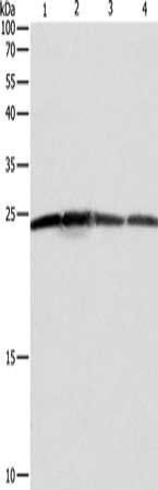 BAK1 Antibody