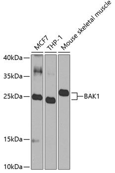 BAK1 antibody
